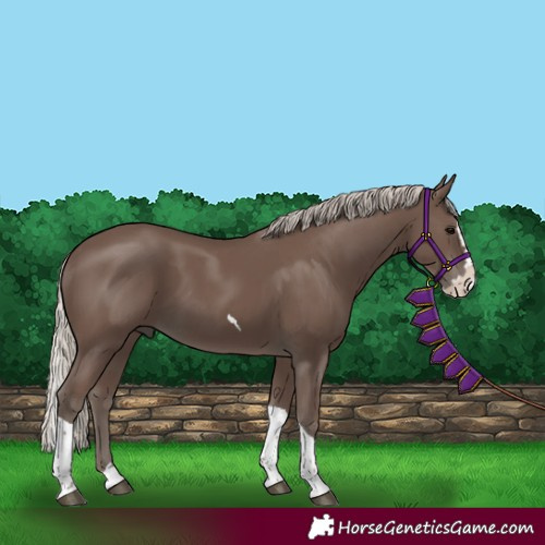 Horse Color:Silver Black Splash Tobiano