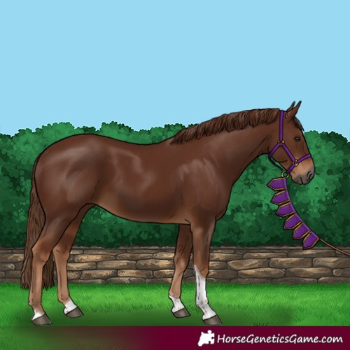 Horse Color:Gray Chestnut Tobiano 