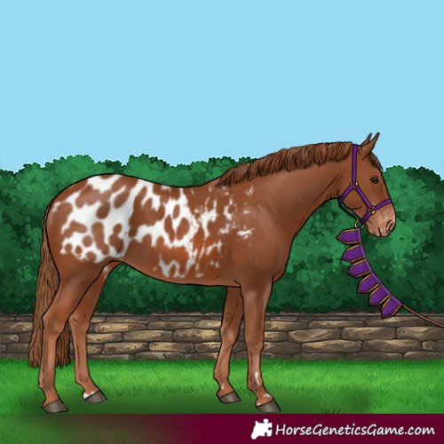 Horse Color:Chestnut Appaloosa