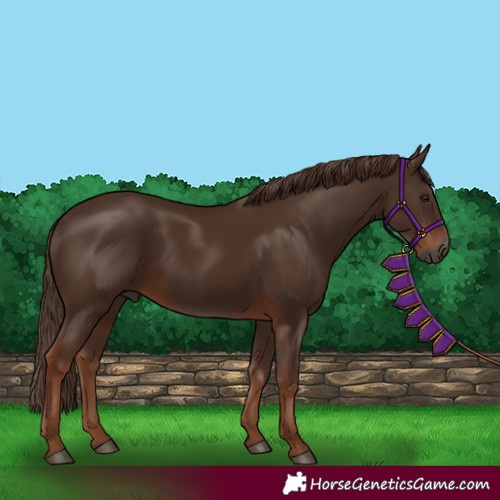 Horse Color:Gray Chestnut