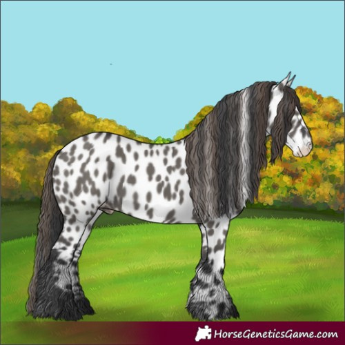 Horse Color:Grullo Appaloosa 