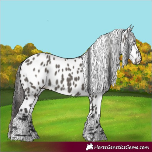 Horse Color:Grullo Appaloosa 