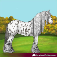 Horse Color:Grullo Leopard 