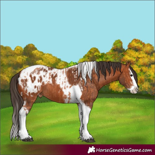 Horse Color:Bay Splash Tobiano Appaloosa and Bay Splash Tobiano Appaloosa