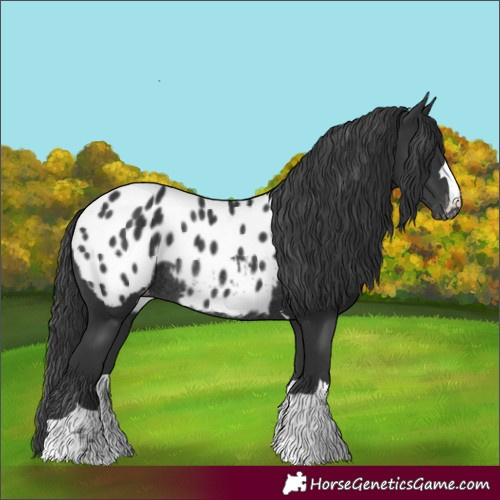 Horse Color:Black Appaloosa Rabicano