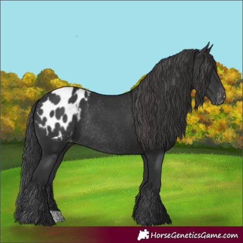 Horse Color:Black Appaloosa Rabicano