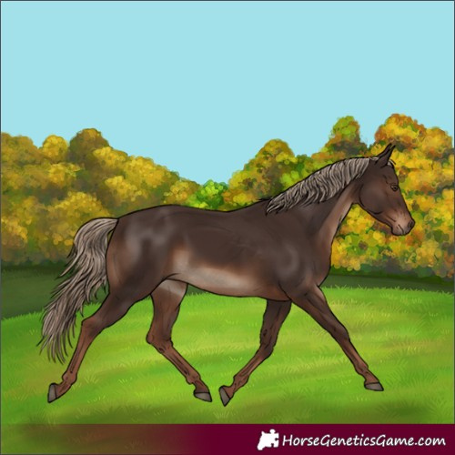 Horse Color:White Spotted Liver Chestnut
