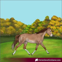 Horse Color:Red Dun Splash