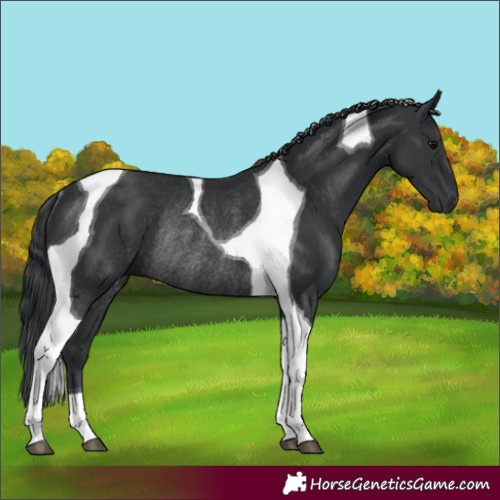 Horse Color:Black Tobiano Rabicano 