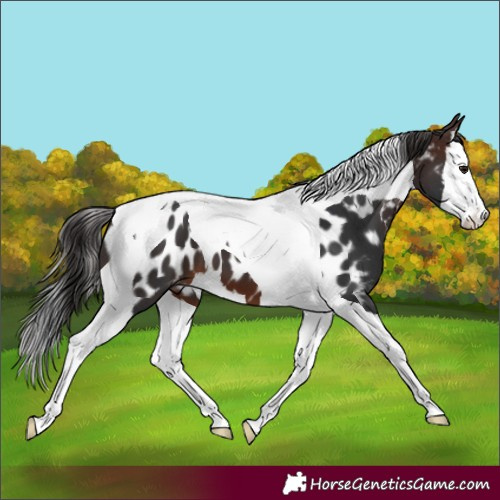 Horse Color:Brown Splash Tobiano Appaloosa