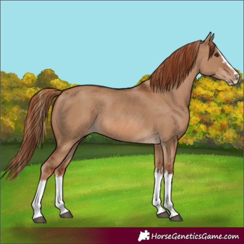 Horse Color:Red Dun Splash and Red Dun Splash
