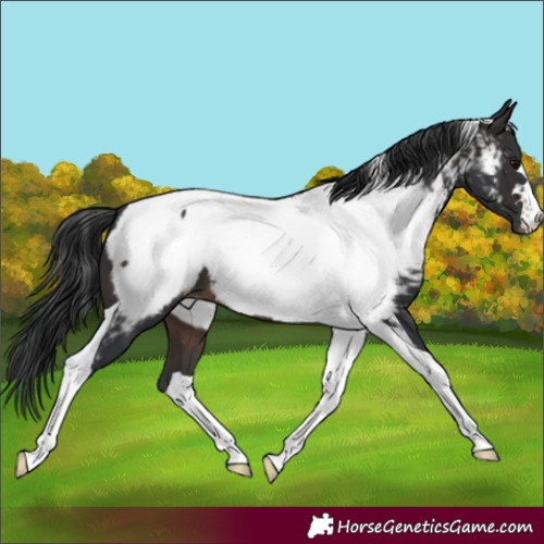 Horse Color:Brown Tobiano Appaloosa