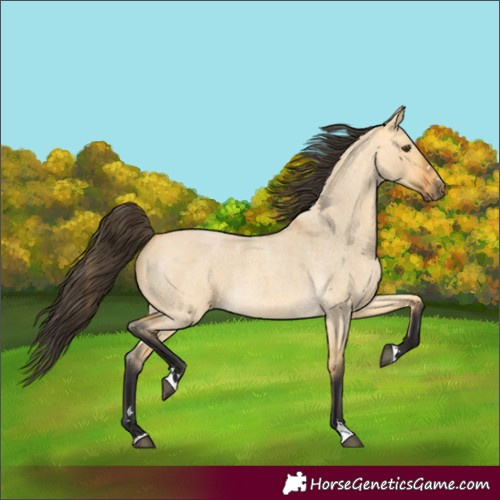 Horse Color:Buckskin Roan Dun