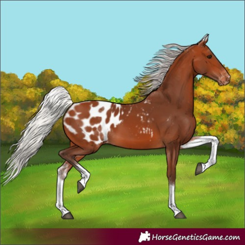 Horse Color:White Spotted Silver Bay Blanket 