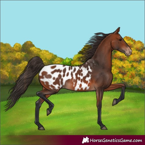 Horse Color:Bay Near Leopard