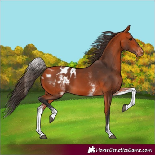 Horse Color:White Spotted Bay Appaloosa