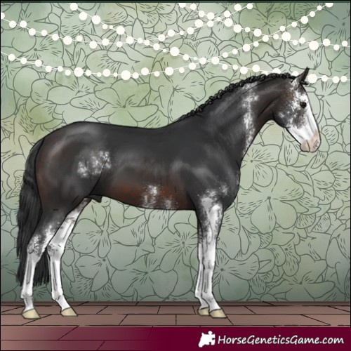 Horse Color:Brown Sabino