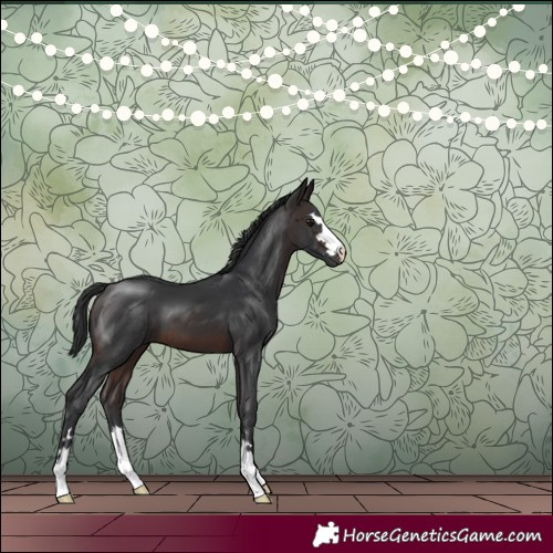 Horse Color:Brown 