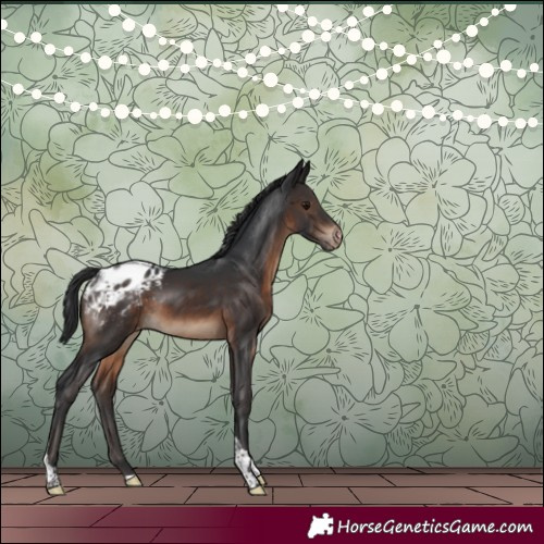 Horse Color:Brown Tobiano Appaloosa Rabicano 