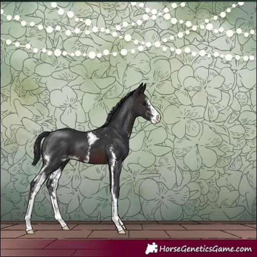 Horse Color:Brown Sabino