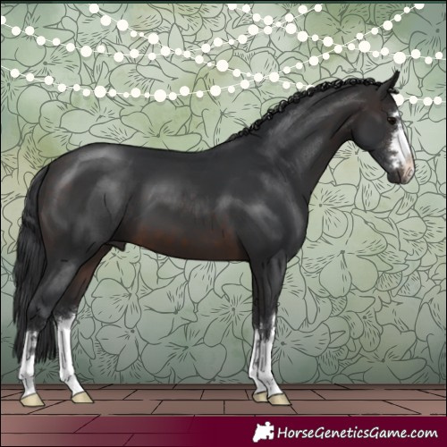 Horse Color:Brown 