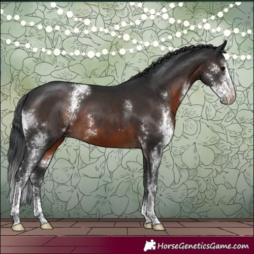 Horse Color:Brown Sabino