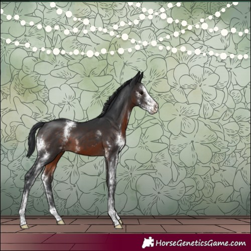 Horse Color:Brown Sabino