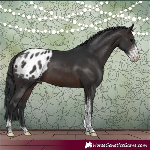 Horse Color:Brown Sabino Varnish