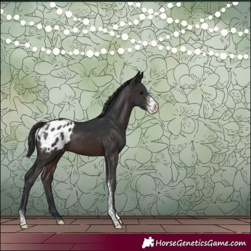 Horse Color:Brown Sabino Appaloosa
