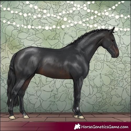 Horse Color:Brown 