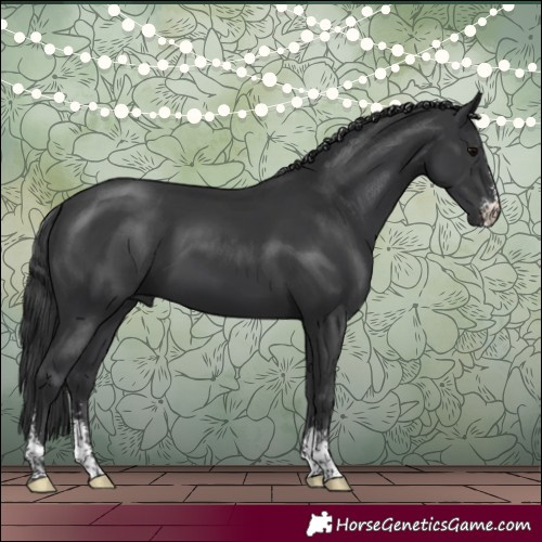 Horse Color:Black Sabino