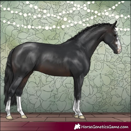 Horse Color:Brown 