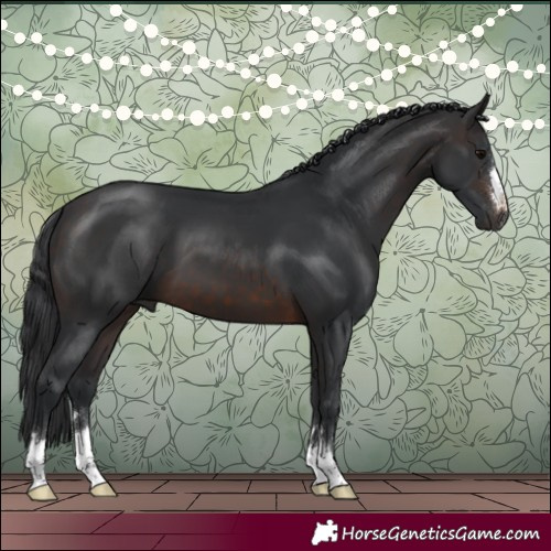 Horse Color:Brown 
