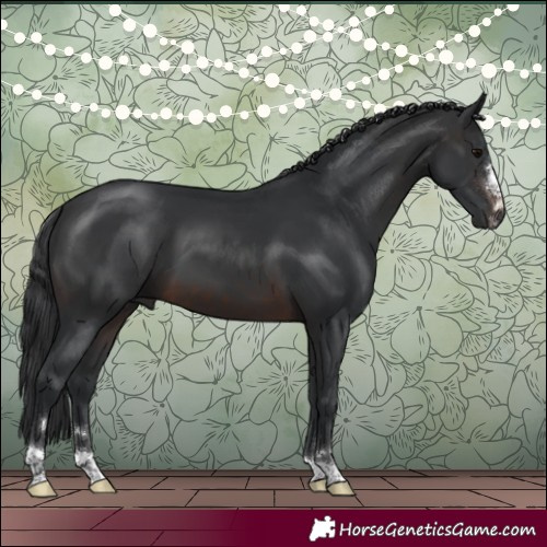 Horse Color:Brown 