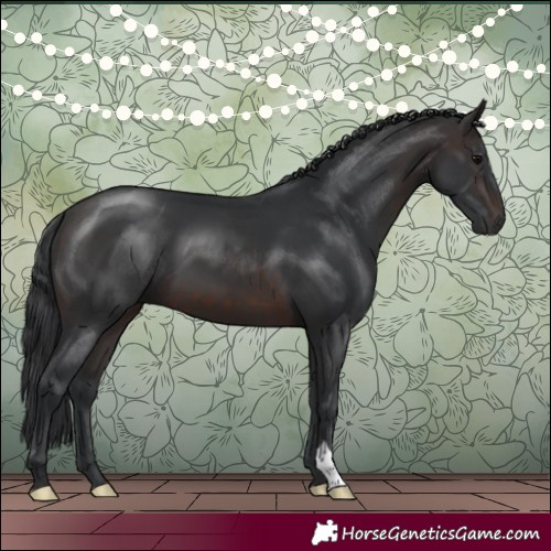 Horse Color:Brown 