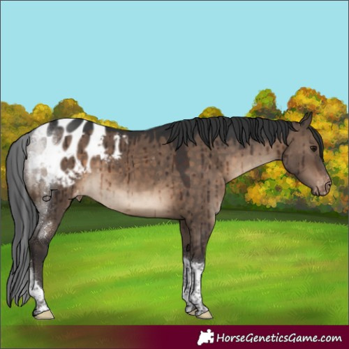 Horse Color:White Spotted Brown Dun Tobiano Appaloosa Brindle 