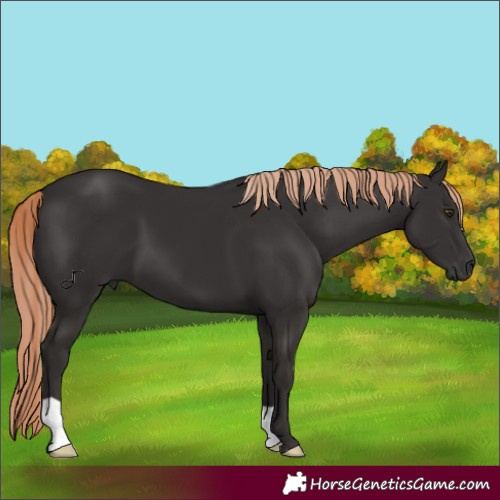 Horse Color:Liver Chestnut