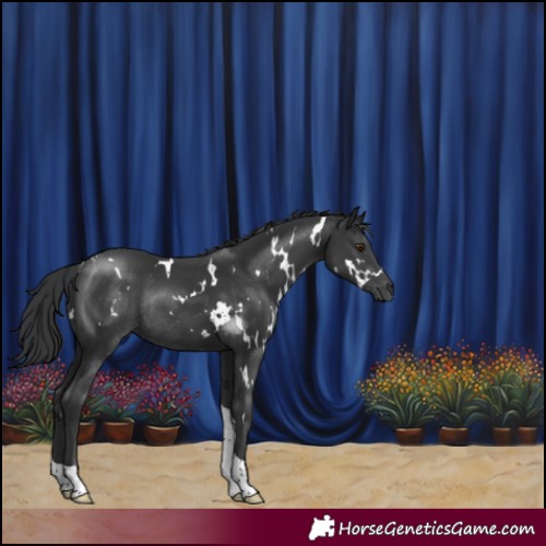 Horse Color:White Spotted Black Tobiano Rabicano 