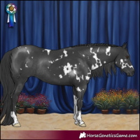 Horse Color:White Spotted Black Tobiano Rabicano