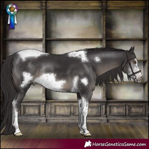 Horse Color:Smoky Black Sabino Tobiano Frame Rabicano