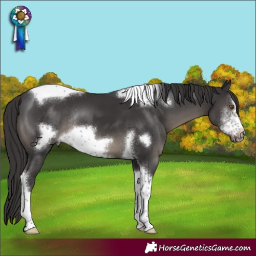 Horse Color:Smoky Black Sabino Tobiano Frame Rabicano 