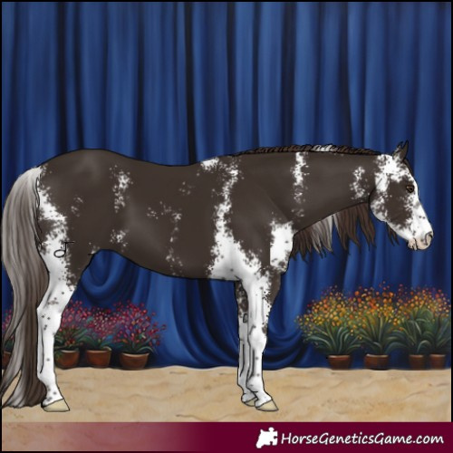 Horse Color:Liver Chestnut Sabino