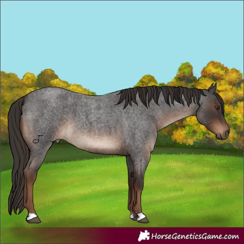 Horse Color:Liver Red Roan 