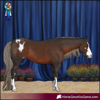 Horse Color:Liver Chestnut Appaloosa