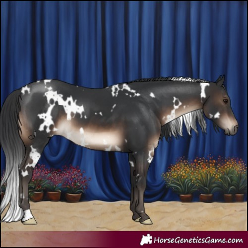 Horse Color:White Spotted Brown