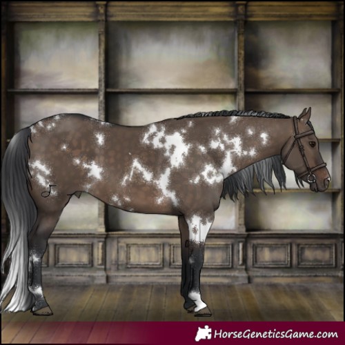 Horse Color:White Spotted Brown Dun