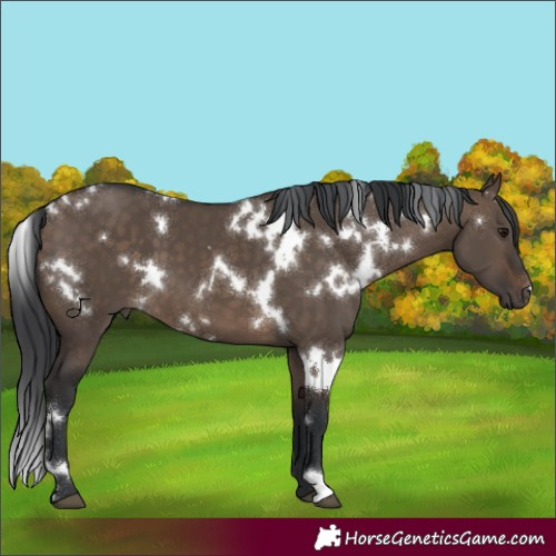 Horse Color:White Spotted Brown Dun 
