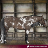 Horse Color:White Spotted Brown Dun