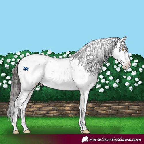 Horse Color:Bay Dun Mushroom Sabino 