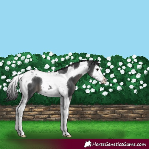 Horse Color:Black Sabino Splash Tobiano Appaloosa
